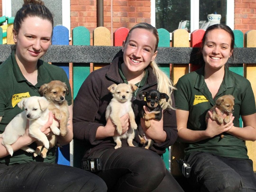 The dogs trust puppy hot sale training